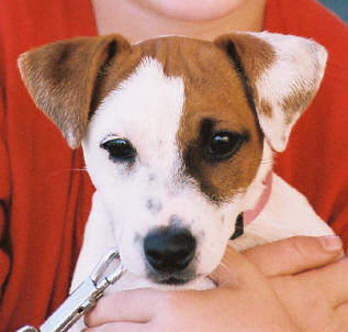 Libby @ 3 Months old