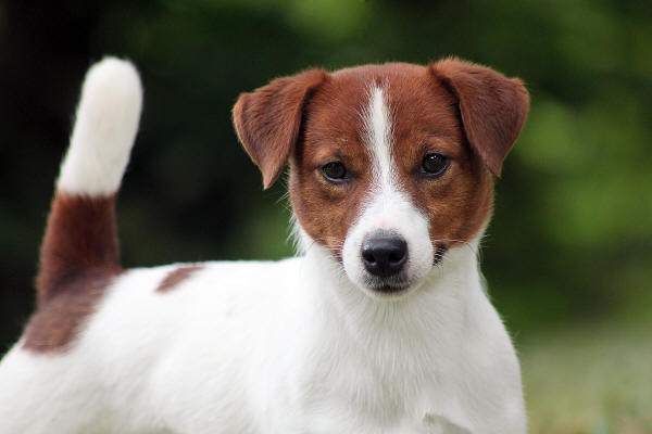 CLT Russells - Top Quality Russell Terriers in Southern